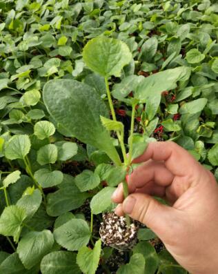 饶阳育甜瓜苗厂,安平博洋9\绿宝\羊角蜜嫁接苗2026