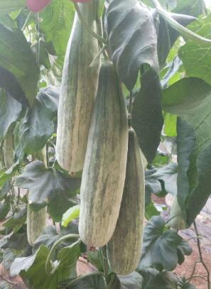 阜城育绿宝甜瓜苗厂,深州羊角蜜甜瓜嫁接苗2026