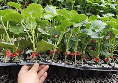 泰兴哪有卖西瓜嫁接苗,泗阳专业育美都西瓜苗厂家2026